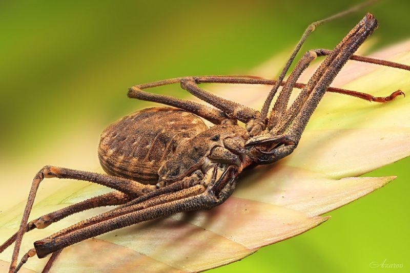 Жгутоногий паук фото