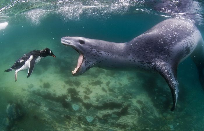 La caza de la foca