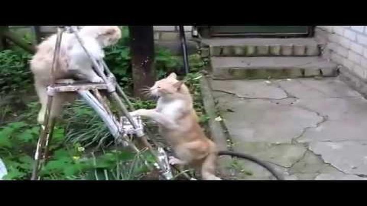 Драка котов.Кот быстрый как Брюс Ли!Cat Bruce Lee. Драка котов.Кот быстрый как Брюс Ли!Cat Bruce Lee.