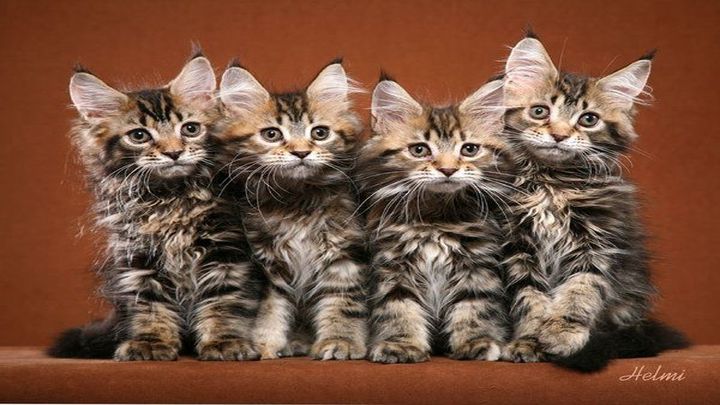 Котята мейн-куны Котята мейн-куны