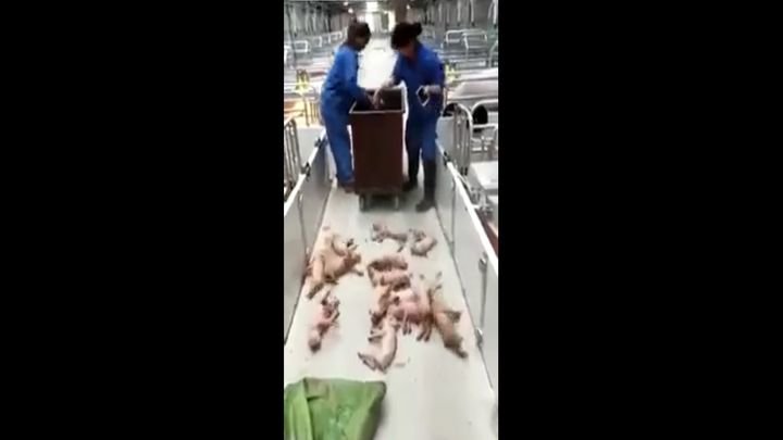Из-за переизбытка свинины китайские фермеры не церемонятся с поросятами Из-за переизбытка свинины китайские фермеры не церемонятся с поросятами
