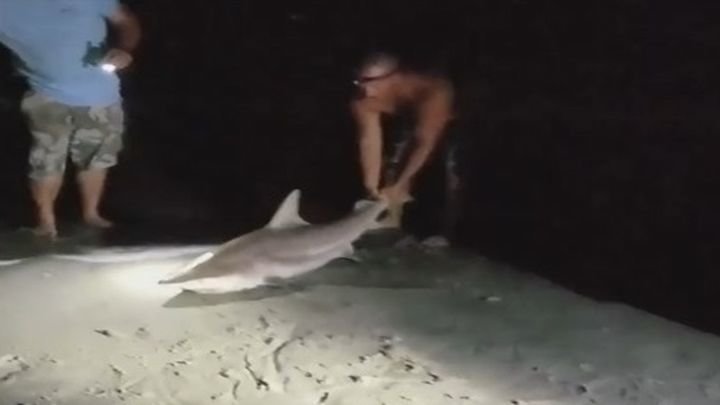 Бесстрашный рыбак схватил за хвост 1,5-метровую акулу