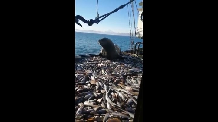 Сивуч попался на краже улова рыбаков 