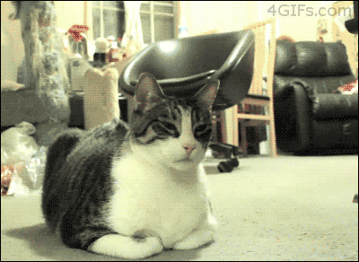 Gif солянка gif, гив-анимация