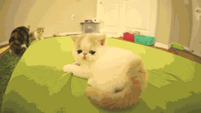 Gif солянка gif, гив-анимация