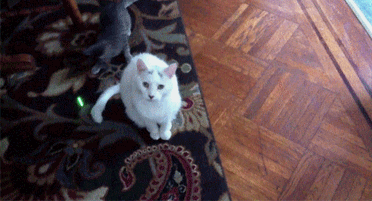 Gif солянка gif, гив-анимация