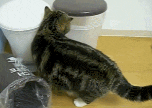 Gif солянка gif, гив-анимация