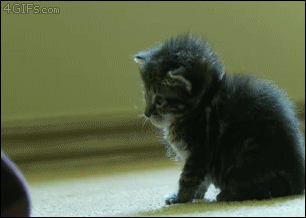 Gif солянка gif, гив-анимация