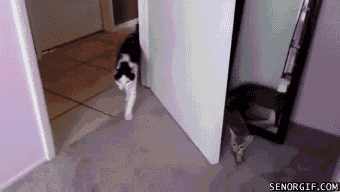 Gif солянка gif, гив-анимация