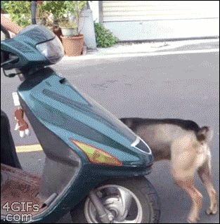 Gif солянка gif, гив-анимация