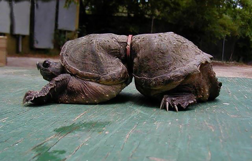 2. Панцирь черепахи деформировался из-за пластикового кольца загрязнение, мир, фото