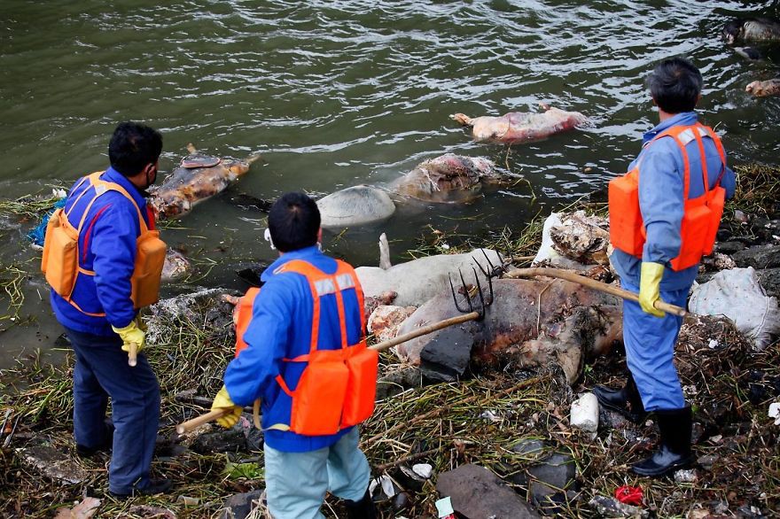 22. Более 3000 мертвых свиней в реке Хуанпу, Китай загрязнение, мир, фото