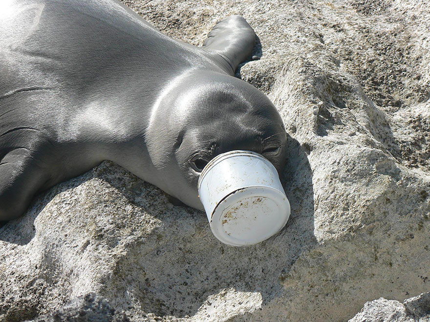 9. Нос тюленя застрял в пластиковой банке загрязнение, мир, фото