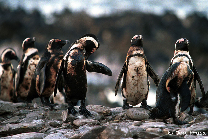 8. Пингвины, испачканные нефтью загрязнение, мир, фото