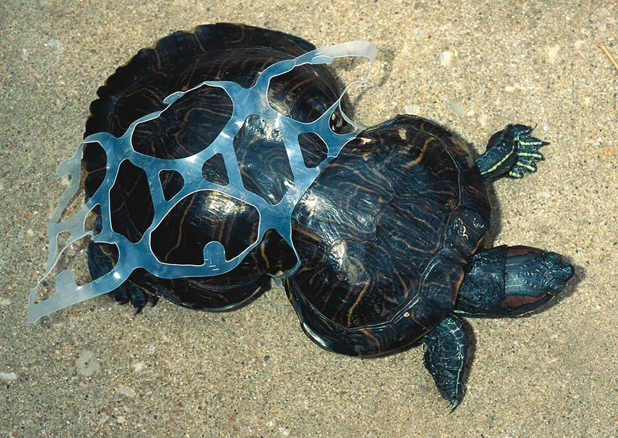 1. Пластиковая ловушка загрязнение, мир, фото