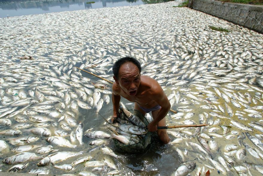14. Мужчина собирает мёртвую рыбу на озере Ухань, провинция Хубэй, Китай загрязнение, мир, фото