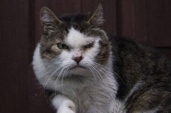23 снимка, которые доказывают, что крутости котов нет предела 23 снимка, которые доказывают, что крутости котов нет предела животные, кот