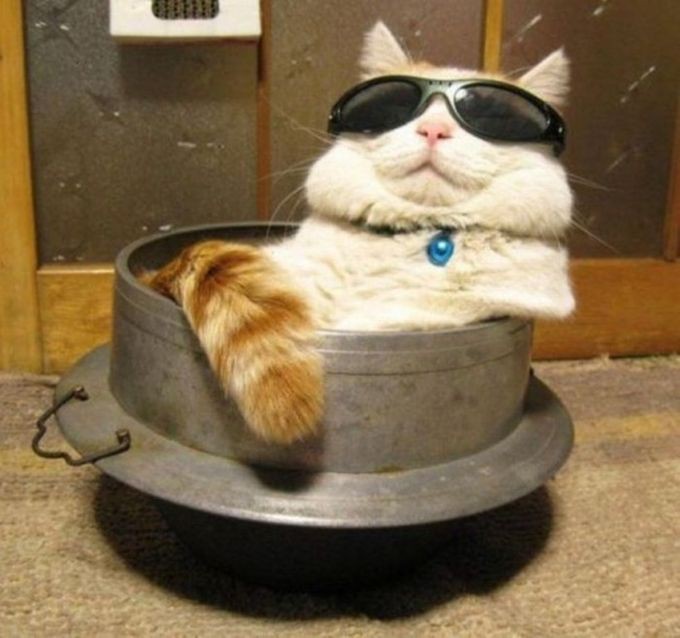 3. Круче только яйца! 3. Круче только яйца! животные, кот