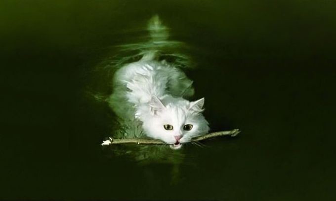6. Кот, который думает, что он собака. 6. Кот, который думает, что он собака. животные, кот