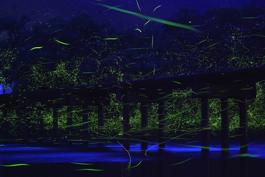 9. Бесчисленные стаи светлячков над рекой Шиманто, Япония. без фотошопа, удивительные фотографии