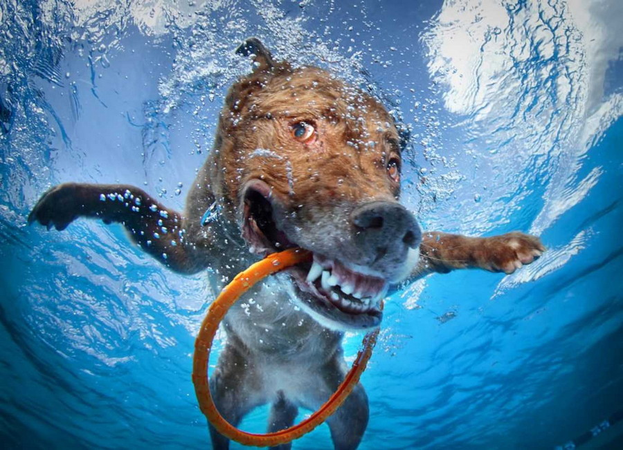 24. Обычная собака, нырнувшая в воду. без фотошопа, удивительные фотографии