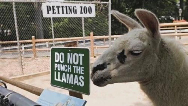 "Не бейте лам" - видимо для посетителей зоопарка это обычное дело. гифки, зоопарк, прикол