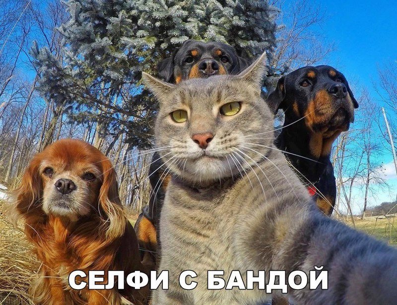 Смешные картинки с надписями Смешные картинки с надписями