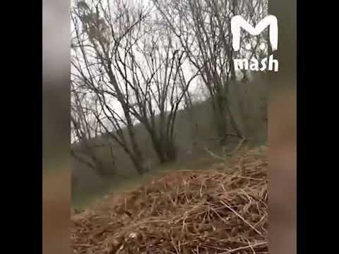 Взрыв тюльпана Взрыв тюльпана