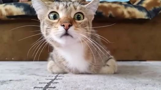 Котячья реакция! Котячья реакция!