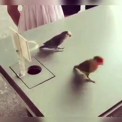 Попугайский баскетбол! Попугайский баскетбол!