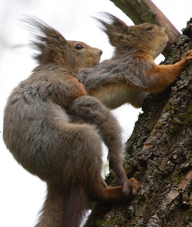 These Squirrels Are Getting Their Sexy от Kaye за 14 11 2012 12 57