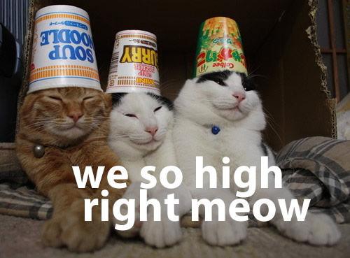 We So High Right Meowww