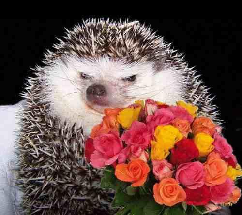 I Brought These Flowers Just for You