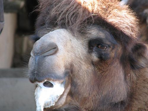 Camels on Drugs
