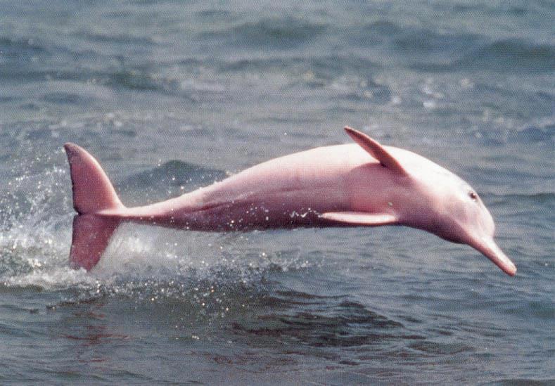 Dolphin Albino 