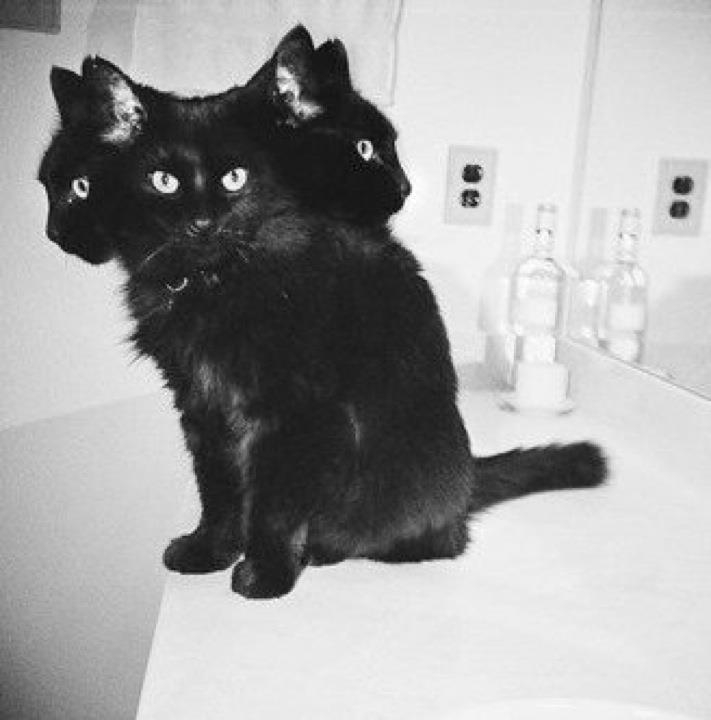 The History And Creepy Images Of Black Cats. Warning: Some are