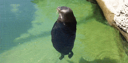 Silly Seal spins around and around