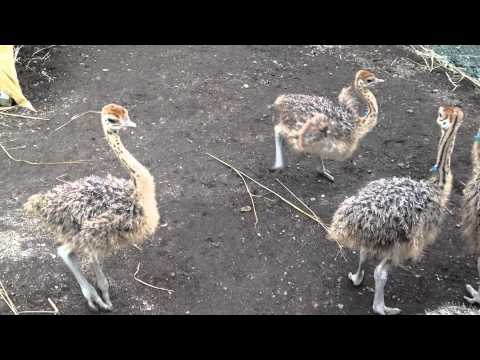 Baby ostriches awkwardly frolic, spin around like a bunch of drunks 