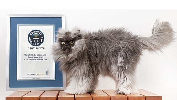 Colonel Meow Sets Guinness World Record For Cat With the Longest Fur