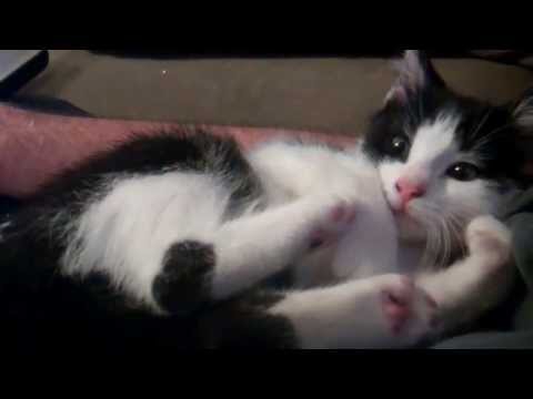 Kitten's Feet Attack His Face  