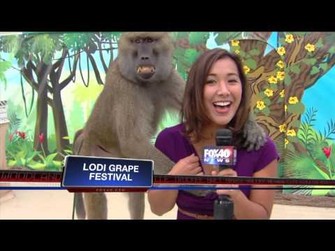 Baboon Gropes Female Reporter on Live TV, Smiles Like a Creep 