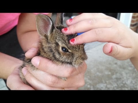 Adorable Bunny Video Has Ending You Won't See Coming 