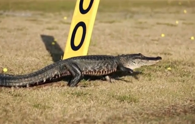 Watch This: It's Time To Ban Alligators From Golf Courses Already