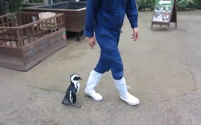 Пингвиненок привязался к смотрителю зоопарка 