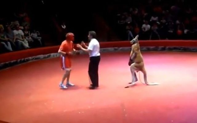 Бой боксера против кенгуру 