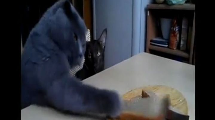 Коты воруют хлеб  