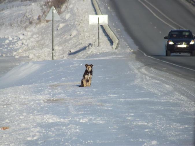 Собака с декабря ждёт хозяина на трассе М-52 в Сибири