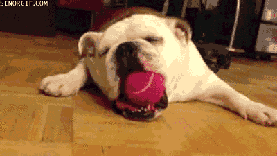 бульдог, собака, фото, гифки, животные, милота