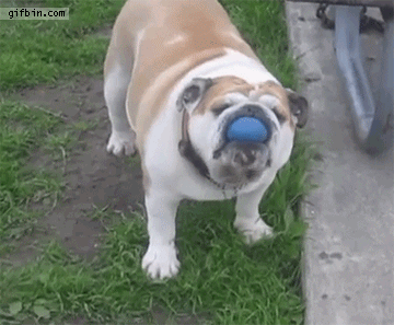 бульдог, собака, фото, гифки, животные, милота