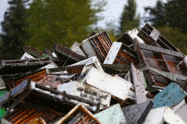 44 миллиона пчел оказались на улицах Сиэтла 